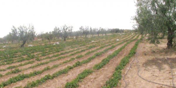 The Abuse of Drip Irrigation Grants in Tunisia