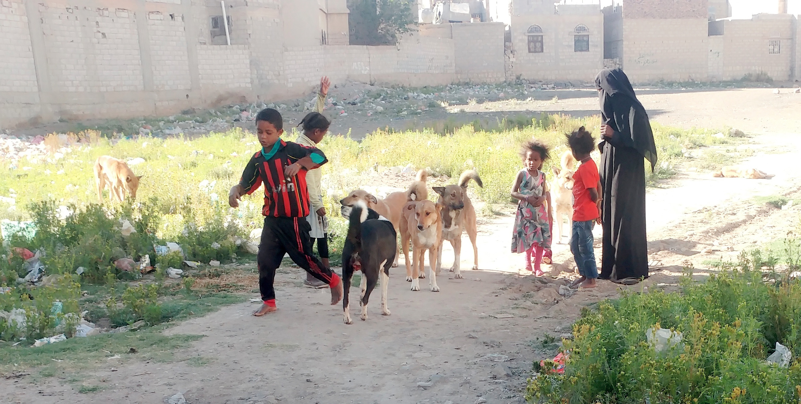 Dogs...Another War Kills the Yemenis